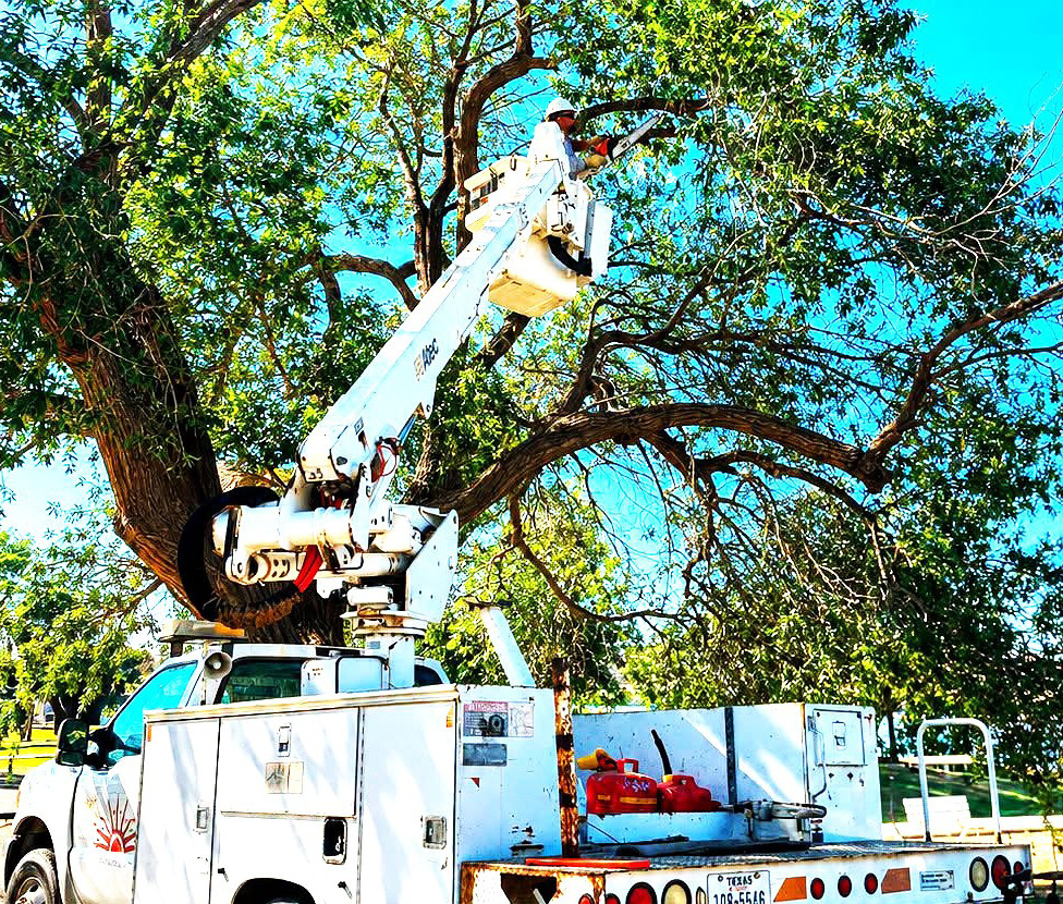LOBO LAKE TREES - The City of Levelland parks staff took on the big project of trimming the trees at Lobo Lake. Other improvements have recently been made with sidewalks and other additions to make the park experience more enjoyable for residents and to help keep Levelland beautiful.