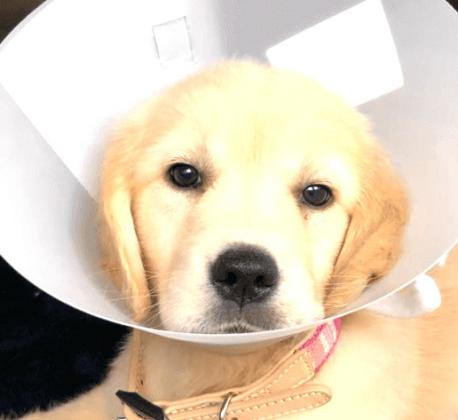 Pet Talk: Basic First Aid