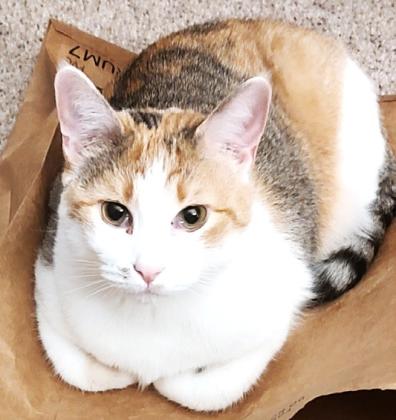 Pet Talk: Triple Threat For Felines