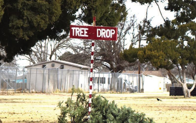 City offers holiday recycling