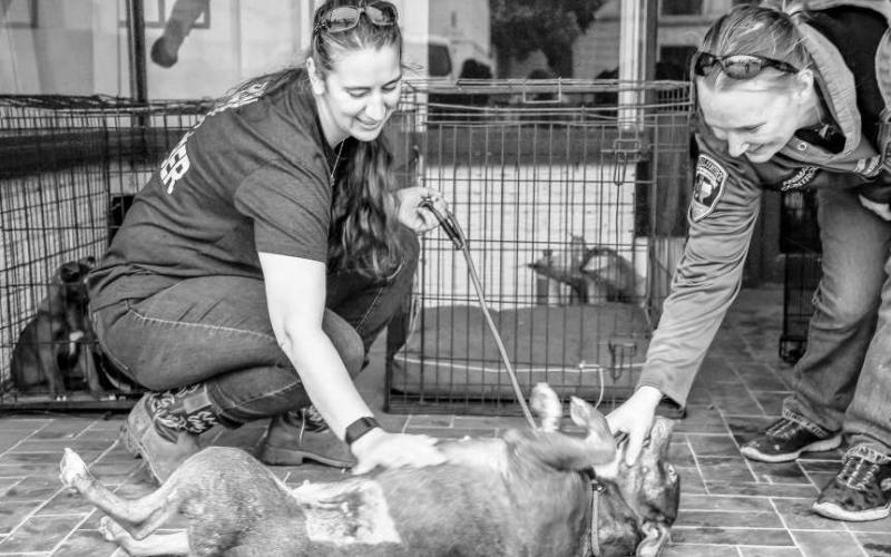 PUPPY LOVE - Pictured is Ellie getting belly rubs during Main Streets Community Planting Day and Lemonade Day this past Saturday in downtown Levelland. Ellie is up for adoption at Levelland’s Animal Shelter. She has been there since November and is looking for a loving family. For more information, call 806-894-6164 (Levelland Police Department) to speak with the animal warden. (Staff photo by Hannah Woodrum)