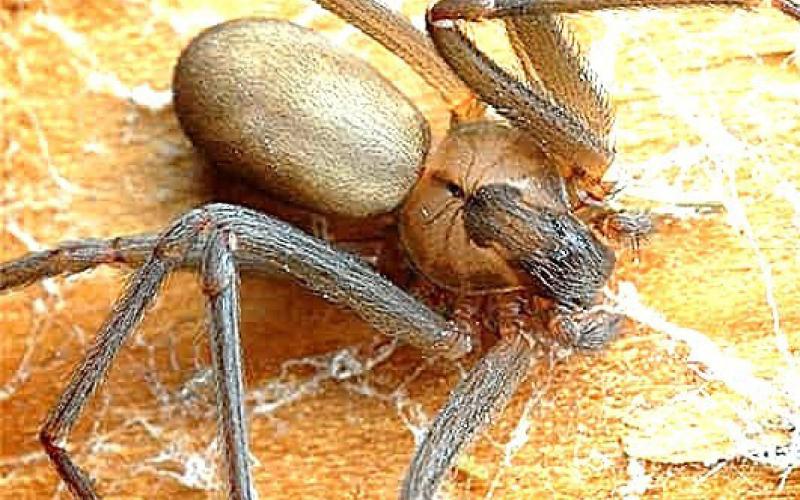 Texas home to brown recluse spiders