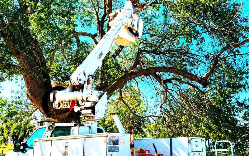LOBO LAKE TREES - The City of Levelland parks staff took on the big project of trimming the trees at Lobo Lake. Other improvements have recently been made with sidewalks and other additions to make the park experience more enjoyable for residents and to help keep Levelland beautiful.