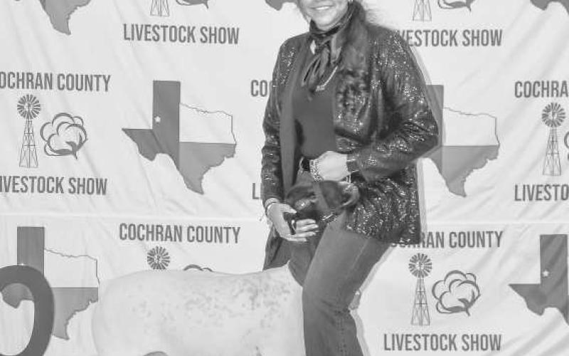 DAY FULLOF LIVESTOCK- Mirlet Ricon with the WF FFA was part of the Cochran County Stock Show. Mirlet along with several participants spent Saturday displaying the animlas they have been working with. (Staff photo by Essence Childers).