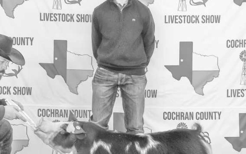 BUCKLES &amp;amp; AWARDS - Luke Gresham represented the Cochran County 4H at the annual Cochran County Livestock show on Saturday. Serveral students were in attenace with the animals on display. (Staff photo by Essence Childers).