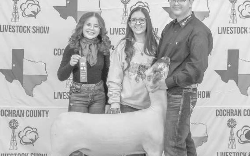 WINNERSALL-AROUND - Noah Jaime with the WF FFAwon several awards in Morton at the Cochran County Livestock Show. The event was at the County Show Barn on Saturday. (Staff photo by Essence Childers).