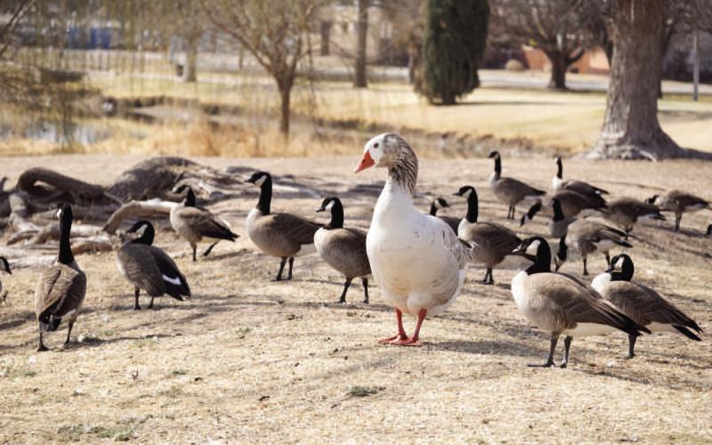 READY FOR SPRING— Residents and wildlife enjoyed the warmer weather earlier this week around town at the local parks. Temperatures have been higher than normal this year and are expected to remain in the mid-seventies through out the weekend. (Staff photo by Eric Venkatesan)