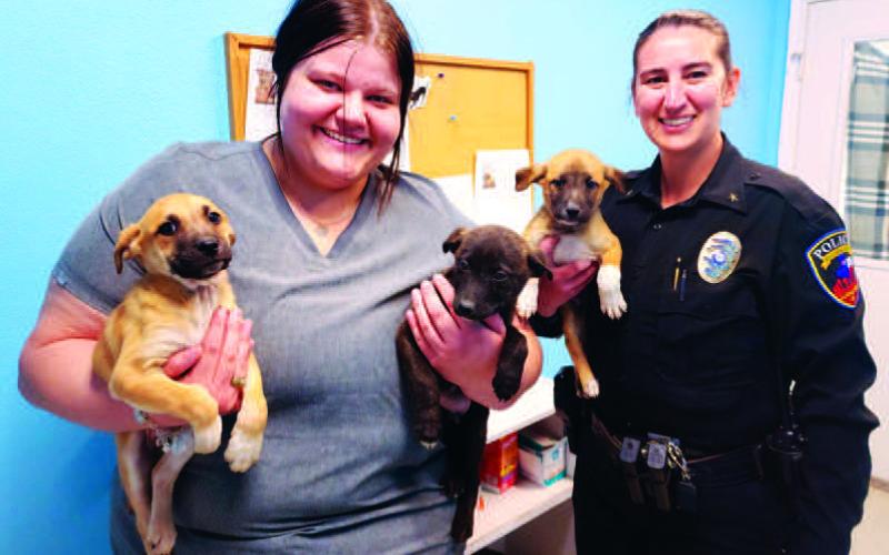 Levelland Animal Shelter updates adoption process