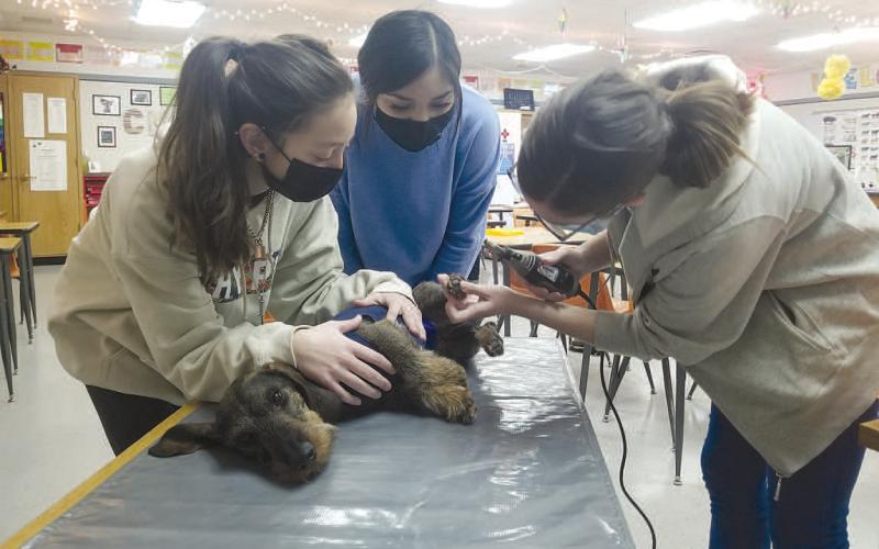 VET SCIENCE