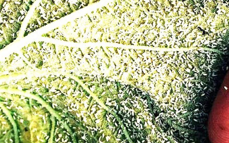Preventing white fly damage to gardens