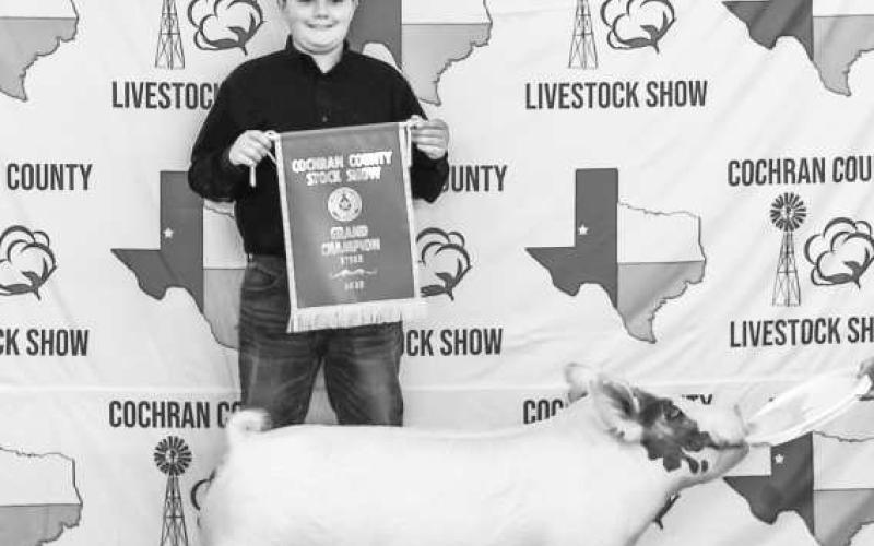 COCHRAN COUNTYLIVESTOCK SHOW - Mason Albus with the Cochran 4H participated in the Cochran County Livestock Show at the County Show Barn in Morton. The sale and awards were held this past Saturday in Morton. (Staff photo by Essence Childers)