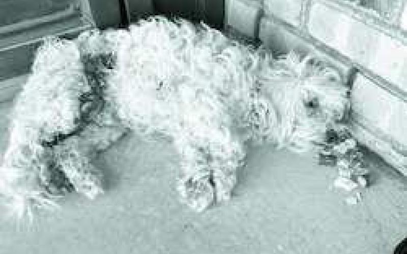DEVOTION ON FOUR LEGS - Salty took Facebook by surprise when people saw how much pain he seemed to be in. Immediately the internet took storm demanding answers. Salty is currently at The College Avenue Animal Clinic. All donations can be made through them and all updates will be on their Facebook page. (Photo courtesy of Levelland Lost and Found Pets on Facebook)