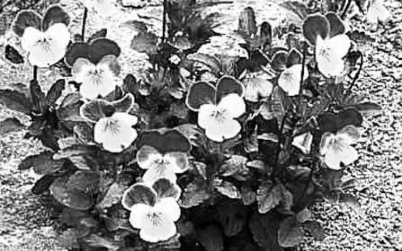 Pansies and Violas are wonderful plants to plant for the winter time. They can embrace the cold weather and add a pop of color for the dreary days winter can bring.