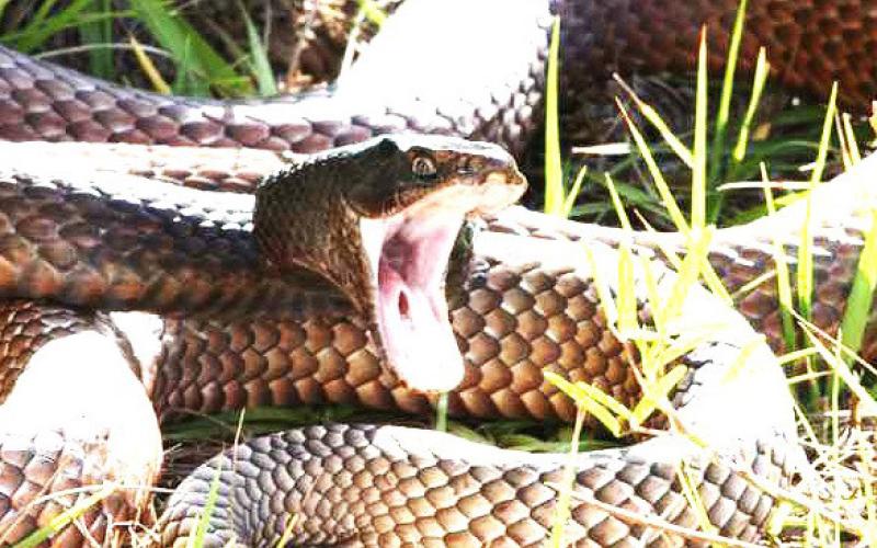 Pet Talk: Snake Season