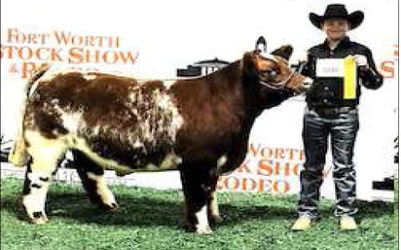 FIFTH PLACE - Smyer Slade Jeffcoat placed fifth with his Exotic Steer at the Ft. Worth Stock Show. (Photo courtesy of Ft. Worth Stockshow)