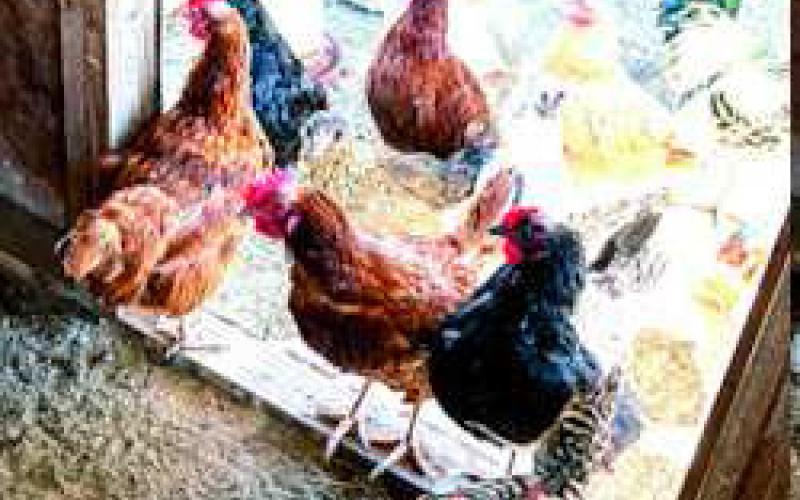 Battling the spread of avian influenza