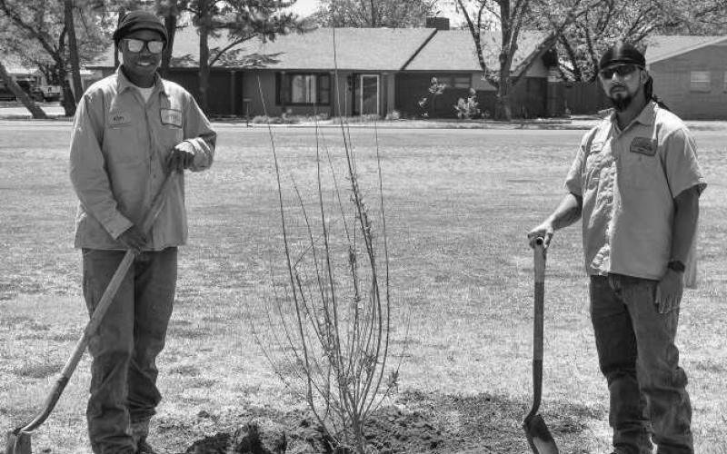 ALL HANDS ON DECK - City of Levelland Parks and Cemetery Department and Keep Levelland Beautiful planted 11trees at Kauffman Park to raise awareness of the important role trees play in our environment. The Noon Rotary Club received a grant to purchase the trees. (Staff Photo by Victoria Byrnes)