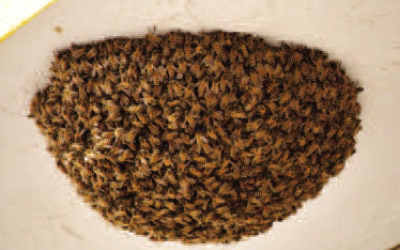 McWhorter’s Univited Bee Swarm