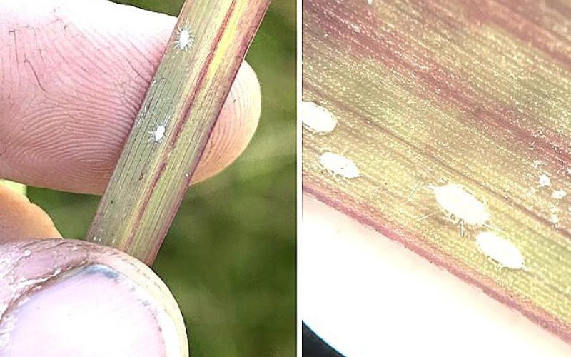 Texas producers get emergency exemption to battle mealybugs