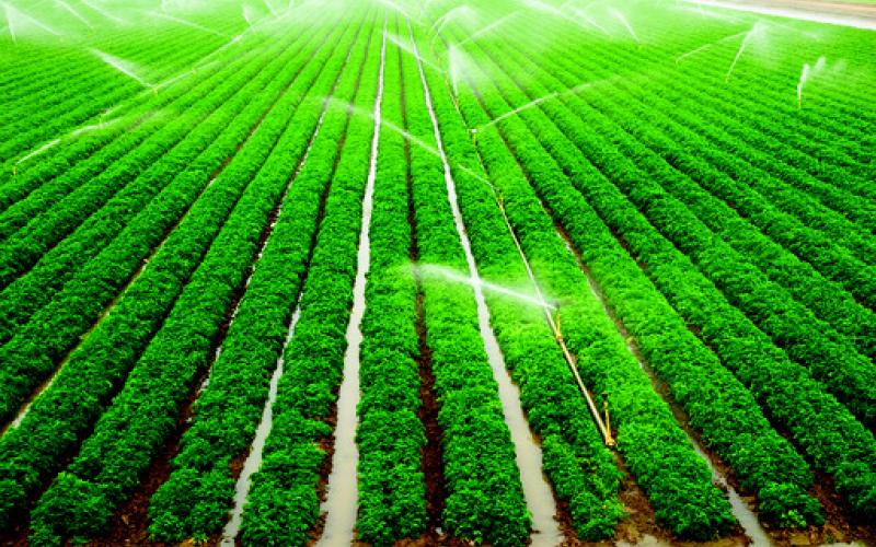 What consumers can do to support local farmers