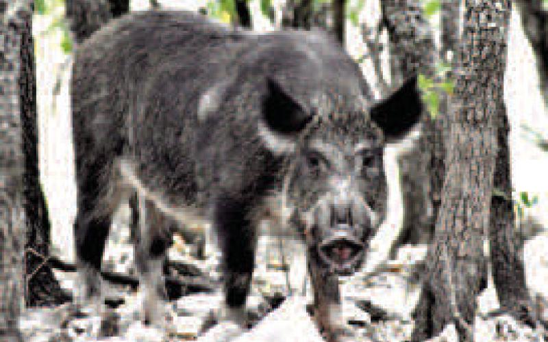 Feral hogs causing significant ag damage