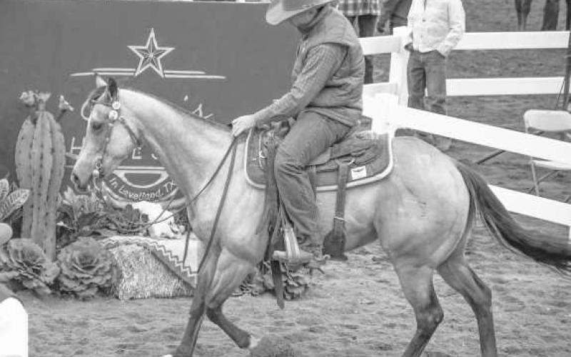 PRANCER – Lucys Little Sheriff ran through the dirt in front of the audience during Levelland’s Clovis Horse Sale on Nov. 23 at the Mallet Event Center. (Staff photo by Evin Thomas)