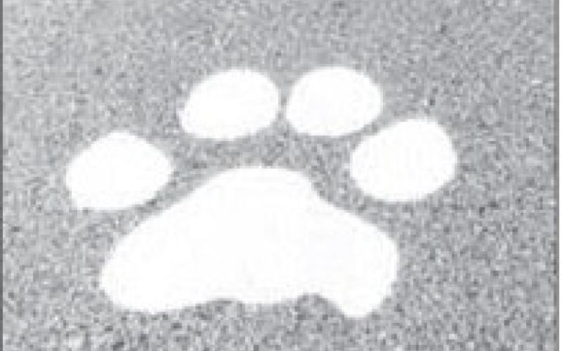 PAWSITIVE SCHOOL YEAR - On Wednesday, August 13, the City of Levelland’s Street Department supported Levelland ISD with new painted paws. The new paws can be seen driving to the stadium down N. Alamo Street. (Staff photo by Hannah Woodrum)
