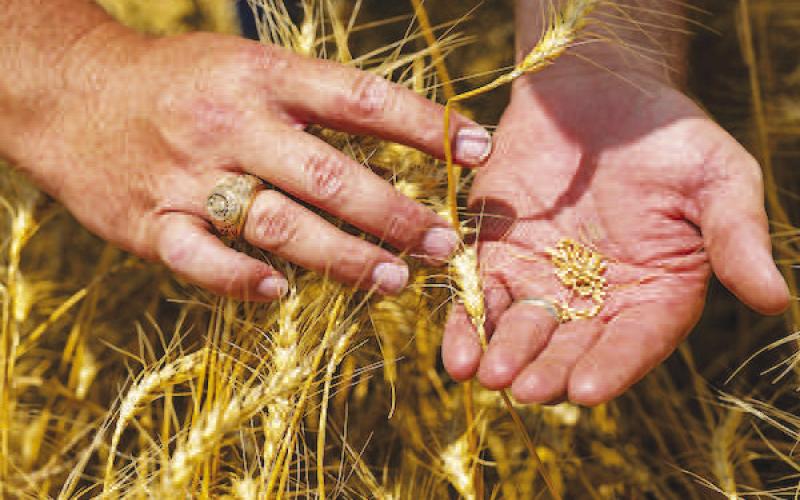 Wheat producers in most areas reported numerous problems related to weather or damage from above normal incidence of pests and disease, while a few areas produced the best yields in years. (Michael Miller/Texas A&amp;amp;M AgriLife)