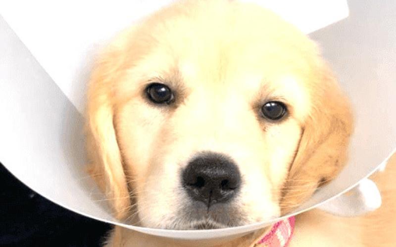 Pet Talk: Basic First Aid