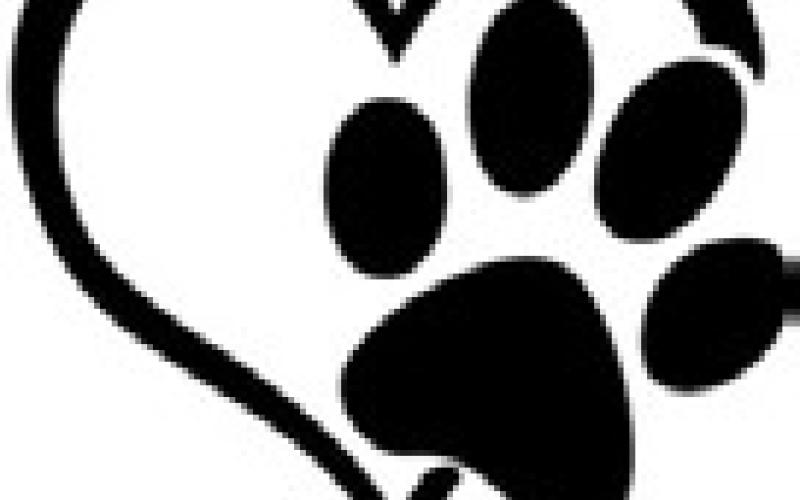 Pet Talk: Basic First Aid