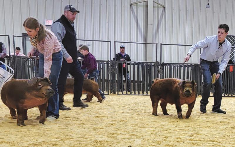 FAMILY COMPETITON - The Buxkemper family was busy during the Hockley County Stock Show as brother Mark Buxkemper was awarded Senior Showmanship in the Hog Show on Thursday. Also showing along side her brother was younger sister Mattie Buxkemper as she won Reserve Champion Duroc Hog. (Staff Photo)