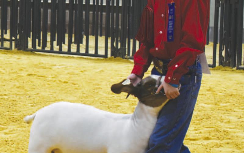 GOAT HANDLER - Pictured is Ropes’ Billy Neal competing in the Goat Show that was held Tuesday in the Mallet Event Center. The Hockley County Stock Show consisted of three days of competition and included the Rabbit Show, Ag Mechanics Show, Lamb Show, Goat Show, Heifer Show, Steer Show and the Hog Show. (Staff Photo)