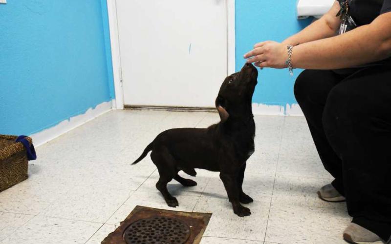 Adopt a pet, save a life