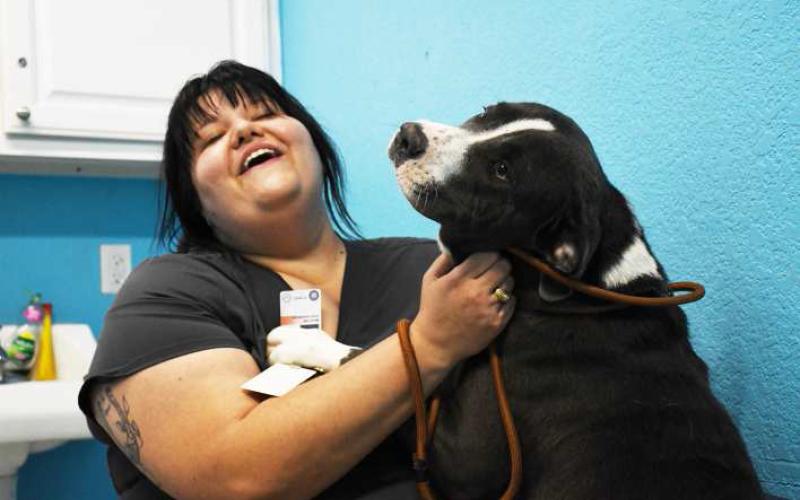 Adopt a pet, save a life