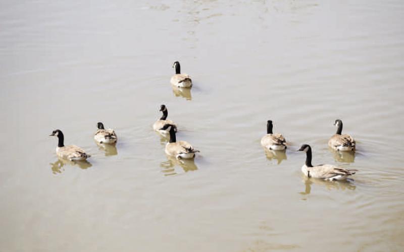Drought continues in South Plains region