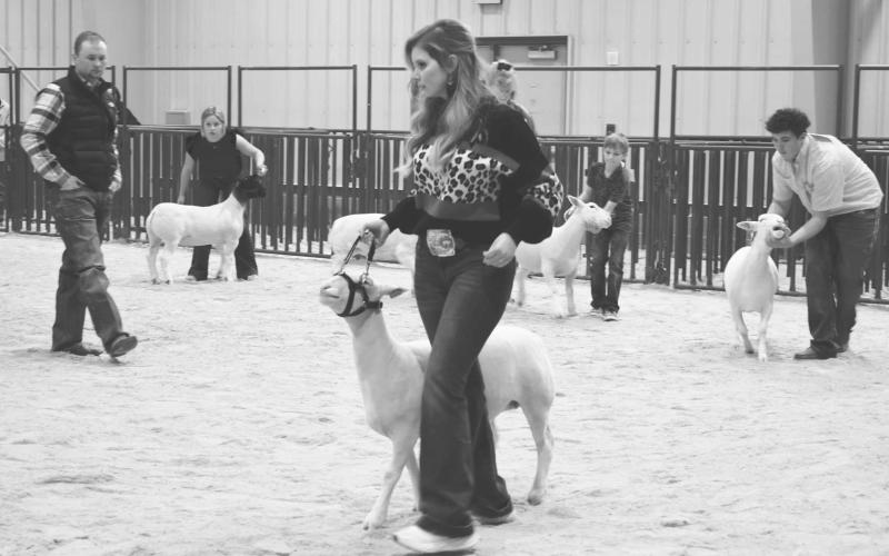DORPER LAMB’S - Showing their Dorper lamb’s was break three in the Lamb Show during the Hockley County Live Stock Show. Pictured is Kallie Ketchersid walking her lamb as the judge surveys the field. Included in break four was Tyler Harbuck, Cooper Wallace, Ky De Armond and Hanna Wilderjones. (Staff Photo by Samanatha Nowell)