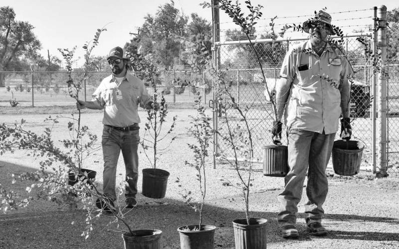TREE HELP - Dustin Reichelt and Steve Golden were hard at work Wednesday helping hand out trees to the Levelland Community, Tuesday afternoon. A line of community members wrapping around the road near the Civic Center at the Levelland City Park were tended to by volunteers who were eager to receive two five-gallon trees for free with a valid ID. (Staff photo by Emily Campos)