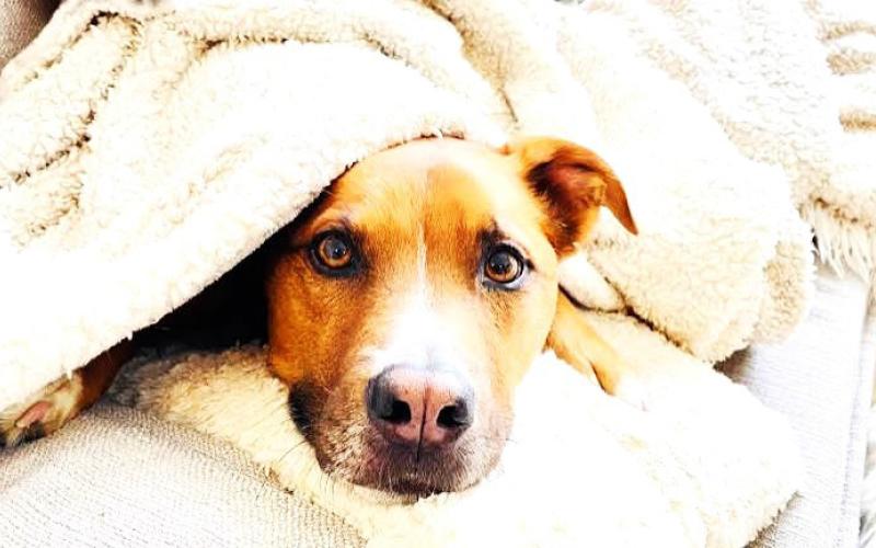Pet Talk: Thunderstorm Anxiety
