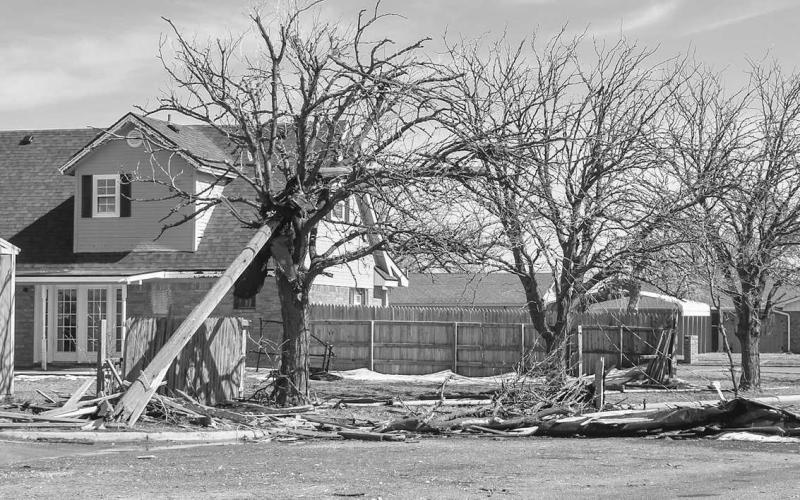 UPROOTED TREES – Entire trees and tree branches were part of the debris the community of Levelland is having to address due to the extreme winds from Wednesday’s storm. Large trees have been reported to be uprooted and have even crushed homes and vehicles. Pictured is trees that were severely damaged in the Kauffman Addition. (Staff photo by Emily Campos)