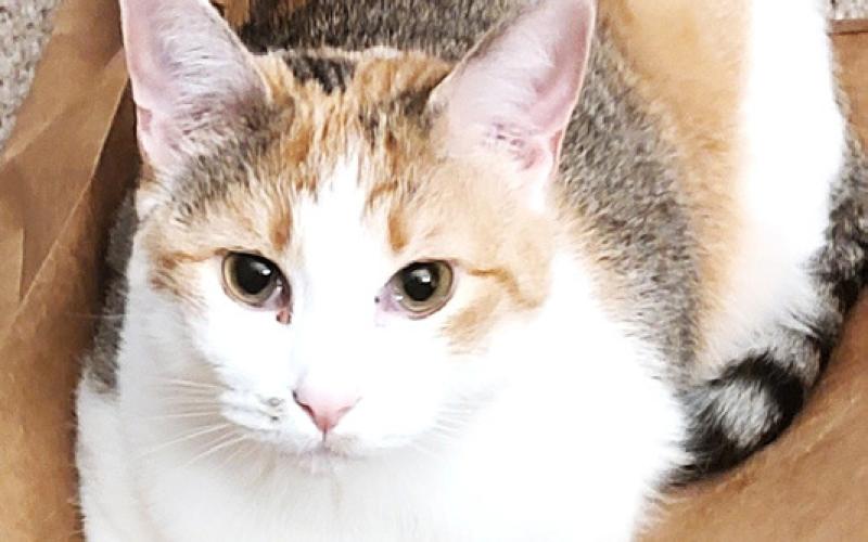 Pet Talk: Triple Threat For Felines