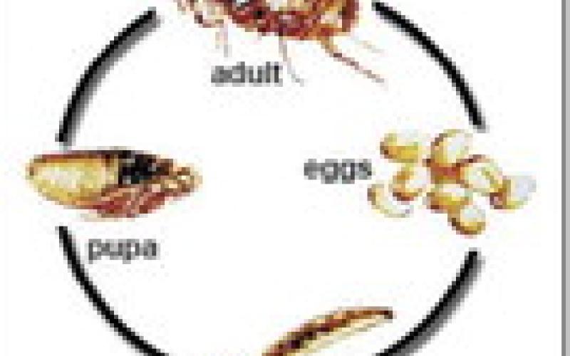 Pet Talk: Controlling Fleas