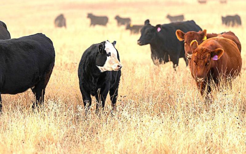 Texas A&amp;M AgriLife Photo