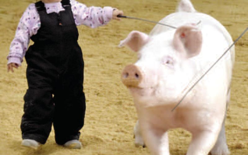 PEEWEE PIGS - Cochran County Livestock show peewee pigs.