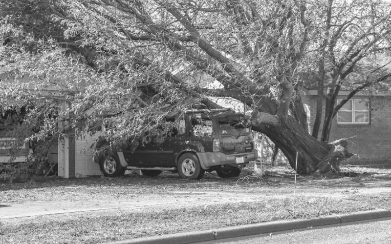 POWERFULWINDS – The strength of Wednesday mornings storm left many Levelland residents having to assess extreme damage as trees and other debris was scattered across various properties. Pictured is a large tree crushing a vehicle that was uprooted by the storm in the Kauffman Addition. (Staff photo by Emily Campos)