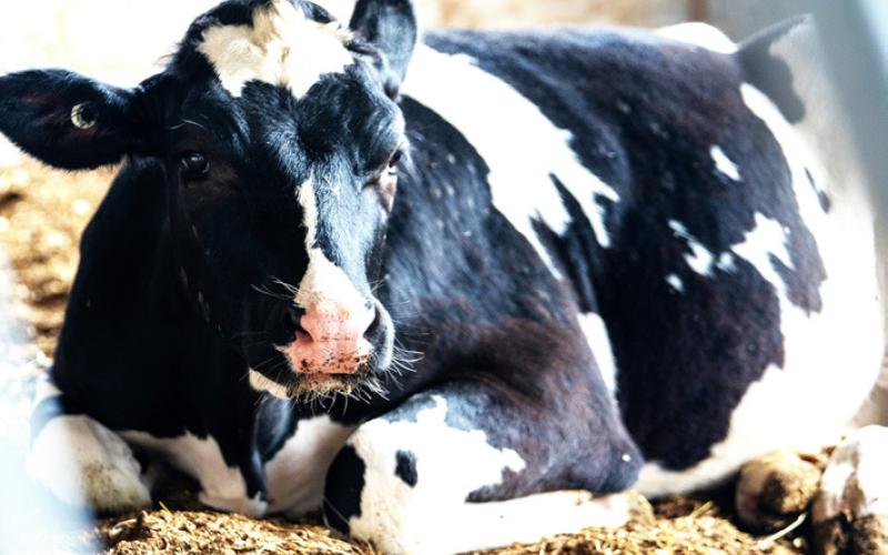 USDA ends mandatory funding of ESG in Dairy Checkof