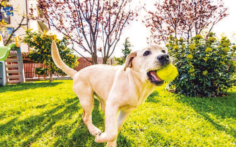 Potential threats to pet health in your own yard