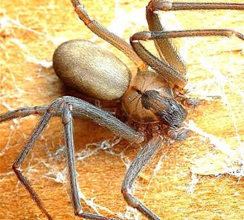 Texas home to brown recluse spiders