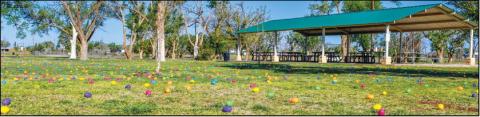 HIPPITY HOPPITY EASTER’S ON IT’S WAY - The City of Levelland Parks Department hosted their annual Easter Egg Hunt at the City Park Saturday morning. There were over 8,000 Easter eggs were placed around Pavillion One for community children to find. Parks Director, Dustin Reichelt thanked the volunteers that took the time to stuff the plastic eggs prior to the event. (Staff photo by Hannah Woodrum)