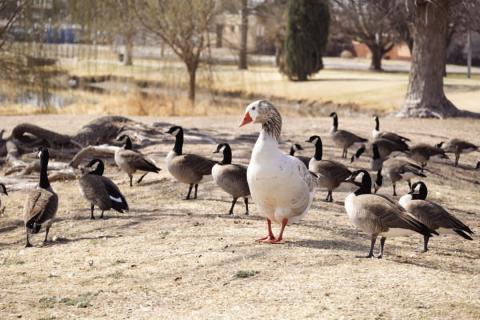 READY FOR SPRING— Residents and wildlife enjoyed the warmer weather earlier this week around town at the local parks. Temperatures have been higher than normal this year and are expected to remain in the mid-seventies through out the weekend. (Staff photo by Eric Venkatesan)