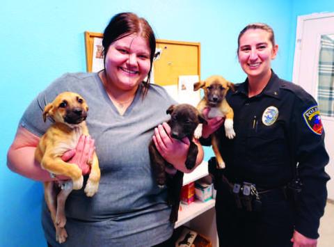 Levelland Animal Shelter updates adoption process